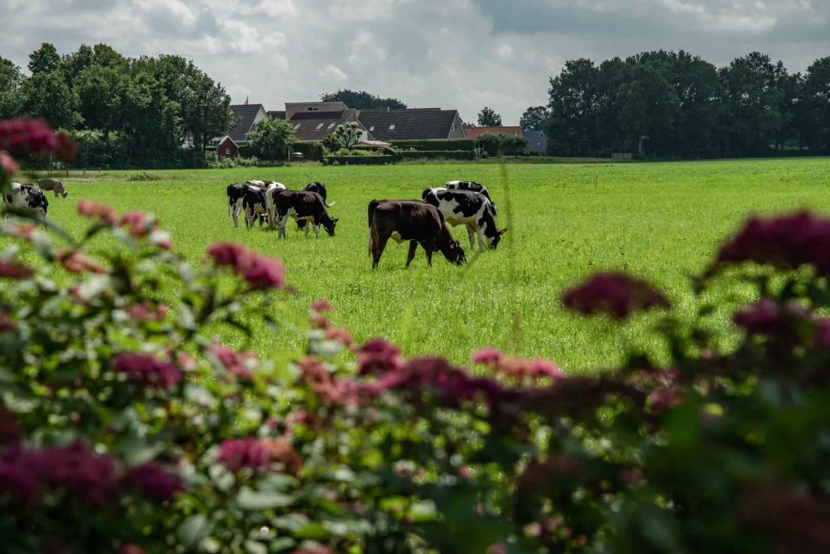 Omgeving in Drenthe 1